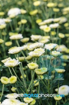 White Chrysanthemum Morifolium Flowers Garden Stock Photo