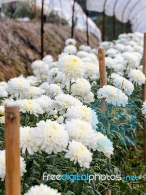 White Chrysanthemum Morifolium Flowers Garden Stock Photo