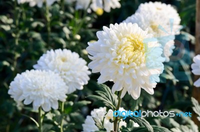 White Chrysanthemum Morifolium Flowers In Garden Stock Photo