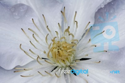 White Clematis Bud Stock Photo