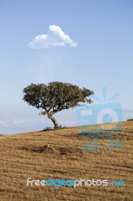 White Cloud Pours Rain On Tree Stock Photo