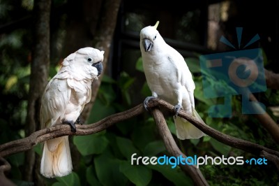 White Cockatoo Stock Photo