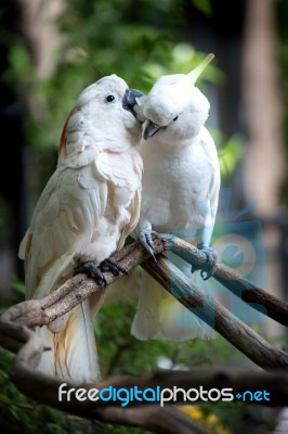 White Cockatoo Stock Photo