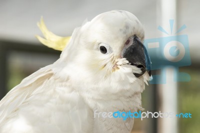 White Cockatoo Stock Photo