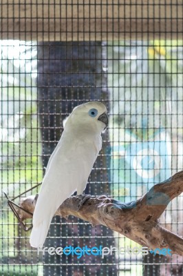 White Cockatoo Blue Eye Socket Stock Photo