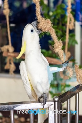 White Cockatoo Playing Rope Stock Photo