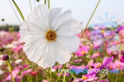 White Cosmos Flower On Field Stock Photo