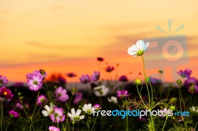 White Cosmos On Field In Twilight Stock Photo