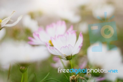 White Cosmos With Beautiful Stock Photo