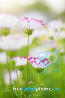 White Cosmos With Green Nature Stock Photo