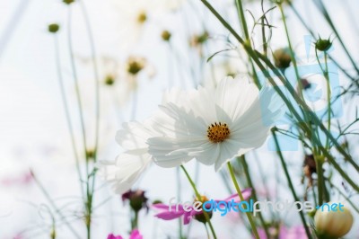 White Cosmos With Sky Stock Photo