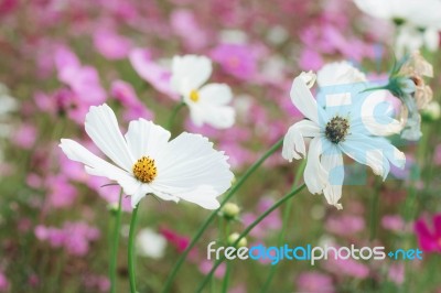 White Cosmos With Sunlight Stock Photo