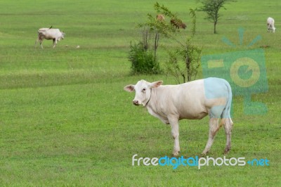 White Cow Stock Photo