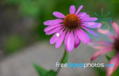 White Crab Spider (misumena Vatiaon) Stock Photo