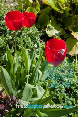 White Crab Spider (misumena Vatiaon) On Red Tulips In An English… Stock Photo