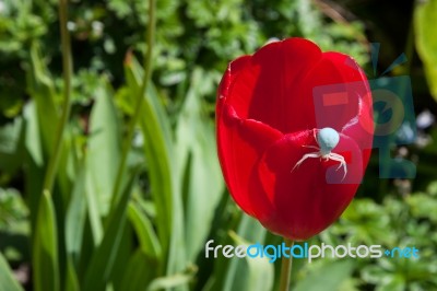 White Crab Spider (misumena Vatiaon) On Red Tulips In An English… Stock Photo