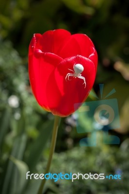 White Crab Spider (misumena Vatiaon) On Red Tulips In An English… Stock Photo