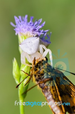 White Crab Spider On Flower Stock Photo