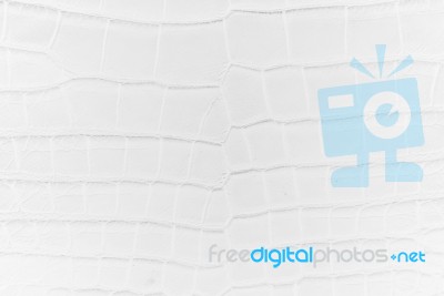 White Crocodile Skin Texture Stock Photo