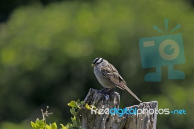 White Crowned Sparrow Stock Photo