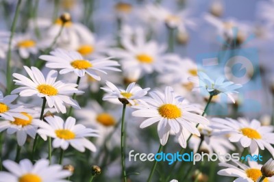 White Daisies Stock Photo