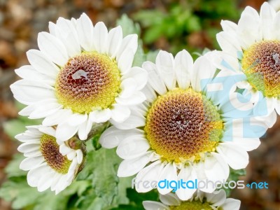 White Daisies In An Garden Stock Photo