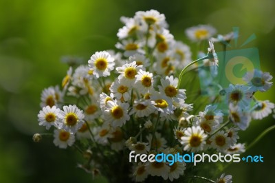 White Daisies In The Garden With Blur And Green Background Stock Photo