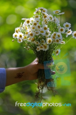 White Daisies With Green And Blur Background Stock Photo