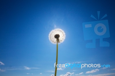 White Dandelion In Front Of Blue Sky Stock Photo