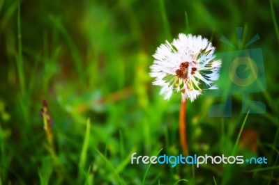 White Dandelion In Green Grass Stock Photo