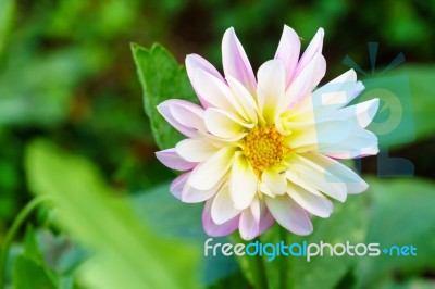 White Delphinium Flower In Garden Stock Photo