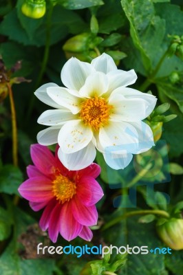 White Delphinium Flower In Garden Stock Photo