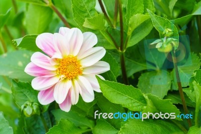 White Delphinium Flower In Garden Stock Photo