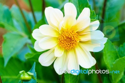 White Delphinium Flower In Garden Stock Photo