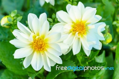 White Delphinium Flower In Garden Stock Photo