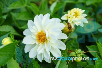 White Delphinium Flower In Garden Stock Photo