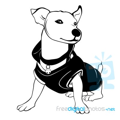 White Dog Is Wearing The Black Shirt. He Is Sitting And Smiling Stock Image