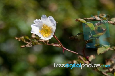 White Dog Rose (rosa Canina) Stock Photo