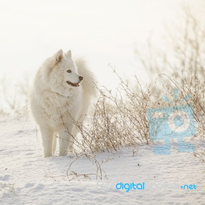 White Dog Samoyed Play On Snow Stock Photo