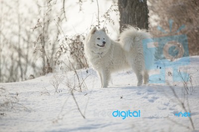 White Dog Samoyed Play On Snow Stock Photo