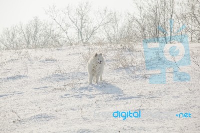 White Dog Samoyed Play On Snow Stock Photo