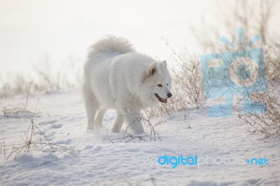 White Dog Samoyed Play On Snow Stock Photo