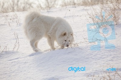 White Dog Samoyed Play On Snow Stock Photo