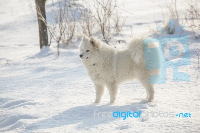 White Dog Samoyed Play On Snow Stock Photo