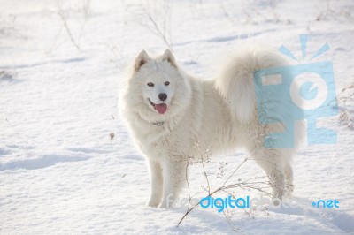 White Dog Samoyed Play On Snow Stock Photo