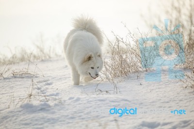 White Dog Samoyed Play On Snow Stock Photo