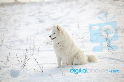 White Dog Samoyed Play On Snow Stock Photo