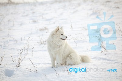 White Dog Samoyed Play On Snow Stock Photo