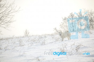 White Dog Samoyed Play On Snow Stock Photo