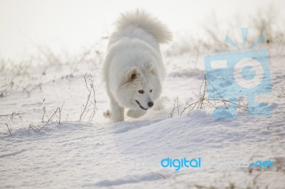 White Dog Samoyed Play On Snow Stock Photo